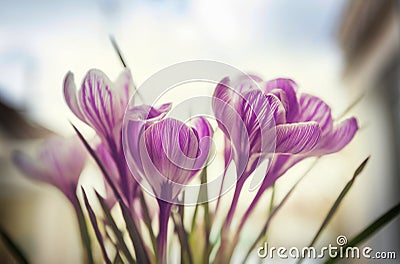 Crocus Stock Photo