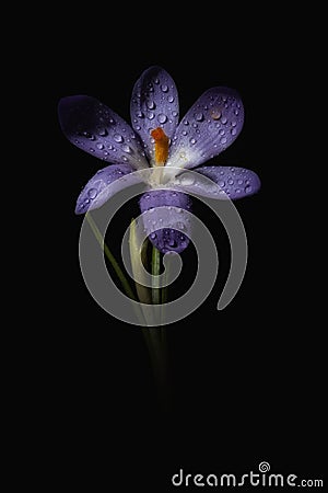 Crocus flower against a black background, with dew drops glistening in the light. Stock Photo