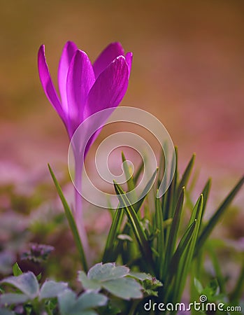 Crocus flower bloom in the field Stock Photo