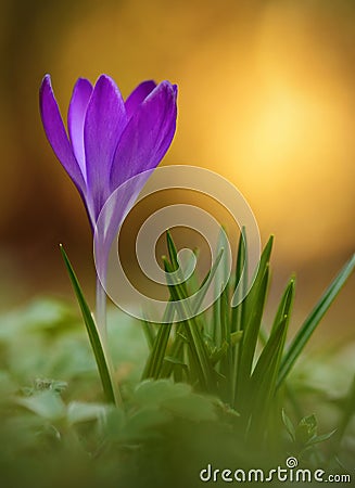 Crocus flower bloom in field Stock Photo
