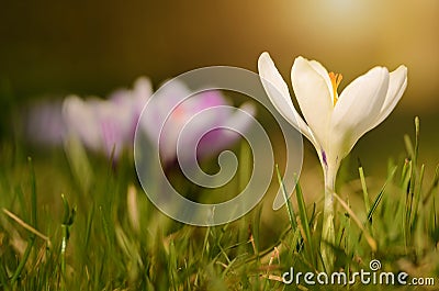 Crocus flower bloom in sunset Stock Photo