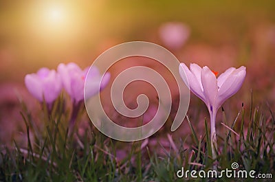 Crocus flower bloom in sunset Stock Photo