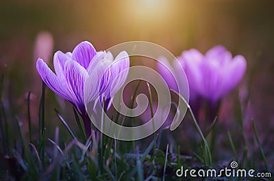 Crocus flower bloom in sunset Stock Photo