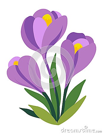 Crocus flower in blossom, blooming spring botany Vector Illustration