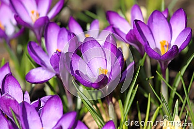 Crocus Stock Photo