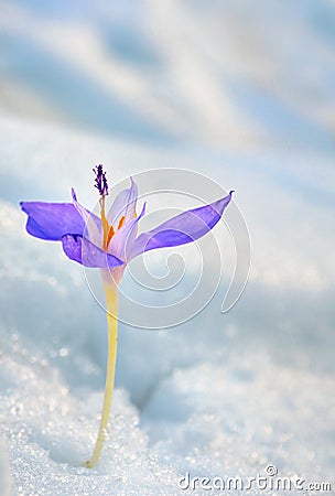 Crocus flower in the snow Stock Photo