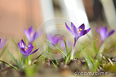 Crocus flower. Stock Photo