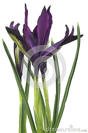 Crocus flower, springtime Stock Photo