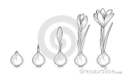 Crocus flowering plant germination from corm bulb Cartoon Illustration