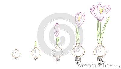 Crocus flowering plant germination growth concept Vector Illustration