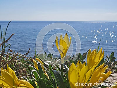 Crocus flowers on the blue aegean sea background Stock Photo