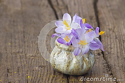 Crocus flowers - fresh spring flowers Stock Photo