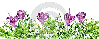 Crocus flowers, green grass. Horizontal seamless floral border. Meadow flowers, wild plants. Watercolor repeated frame Stock Photo