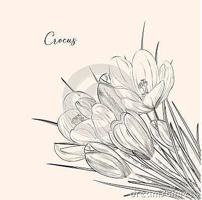 Crocus flowers grow in a bush coloring book linear drawing isolated on white background Vector Illustration
