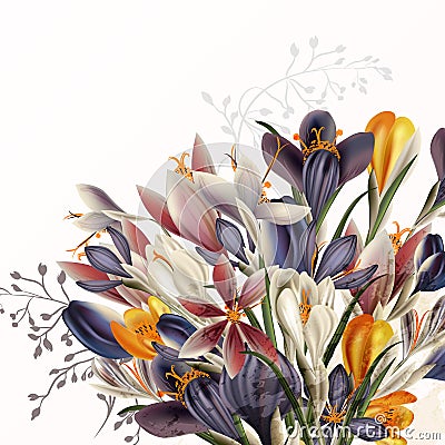 Crocus flowers illustration in realistic vintage style Cartoon Illustration