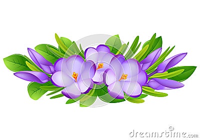 Crocus flowers isolated without a shadow. Spring decor. The first flowers. Spring. Nature.Wreath / composition Stock Photo