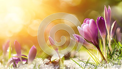 Crocus flowers in snow awakening in warm sunlight Stock Photo