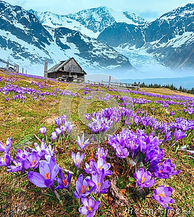 Crocus flowers on spring mountain and glacier Stock Photo