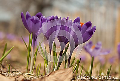 Crocus flowers Stock Photo