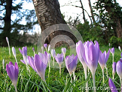 Crocus flowers in springtime Stock Photo