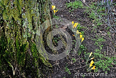 Crocus flowers in various colour in nature in Kastrup Stock Photo