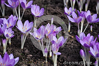 Crocus flowers Stock Photo