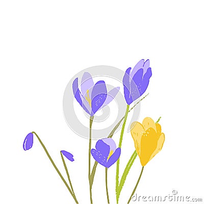 Crocus flowers, yellow and purple floral illustration. First spring blossom, bouquet of beautiful saffron inflorescence Vector Illustration