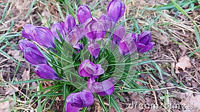 Crocus is the harbinger of spring. Daylight. Close-up photo. Stock Photo