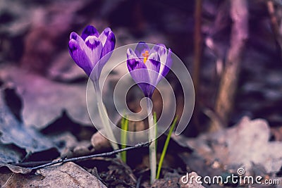 Crocus heuffelianus purple flowers, vintage photo. Spring time, primrose plants Stock Photo