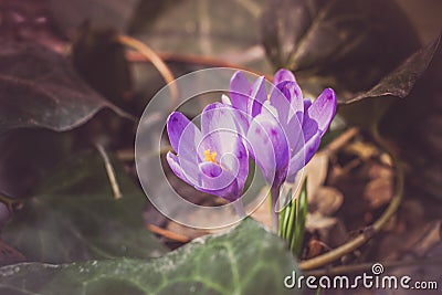 Crocus heuffelianus purple flowers, vintage photo. Spring time, primrose plants Stock Photo