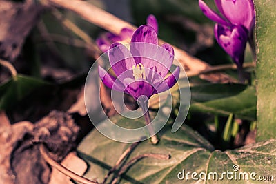 Crocus heuffelianus purple flowers, vintage photo. Spring time, primrose plants Stock Photo