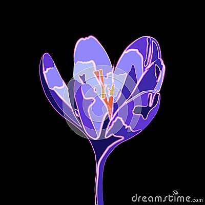 Crocus illustration with neon effect. Vector Illustration