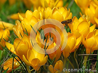 Crocus large flowering Golden Yellow. Crocus flavus, known as yellow crocus or Dutch yellow crocus. Spring meadow. Stock Photo