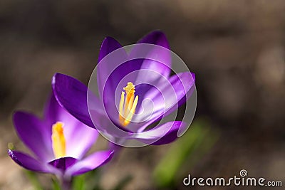 Crocus Stock Photo