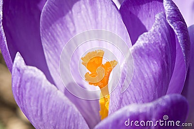 Crocus macro Stock Photo