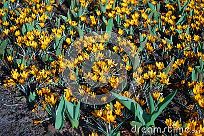 Crocus Orange Monarch grown in the park. Stock Photo