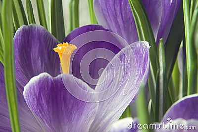 Crocus orange pistil Stock Photo