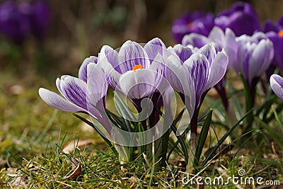 Crocus Pickwick spring flowering bulb in the lawn Stock Photo