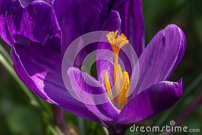 Pistil of crocus and saffron beads Stock Photo