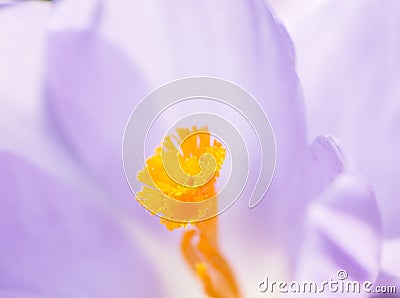 Crocus Pistil Stock Photo