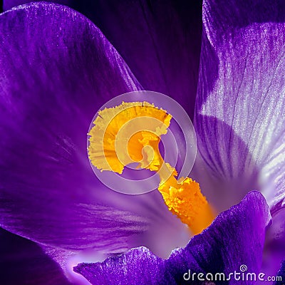 Crocus pistil, saffron flower Stock Photo