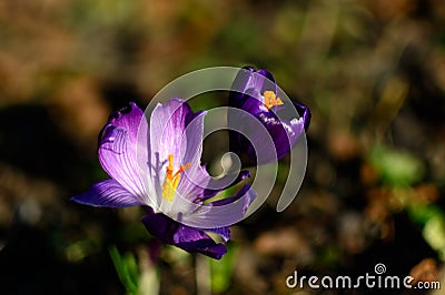 Crocus pistil, saffron flower, spring flowers Stock Photo