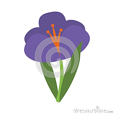 Crocus plant spring floral icon Vector Illustration