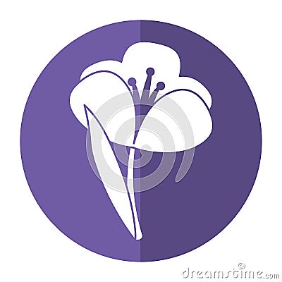 Crocus plant spring floral shadow Vector Illustration