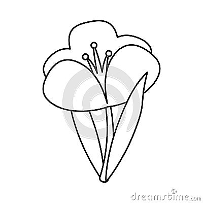 Crocus plant spring floral thin line Vector Illustration