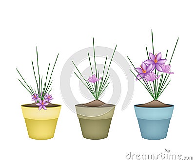 Crocus Sativus Plants in Ceramic Flower Pots Vector Illustration