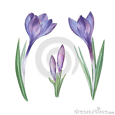 Crocus set. Cartoon Illustration