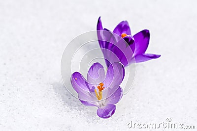 Crocus in the snow Stock Photo