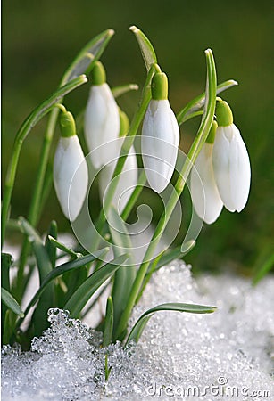 Crocus-snowdrops Stock Photo