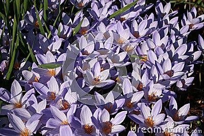 Crocus speciosus.Saffron. Floral violet background. Stock Photo